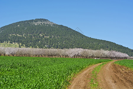 通往以色列塔博山脚上鲜花杏园的泥土路Tirt图片
