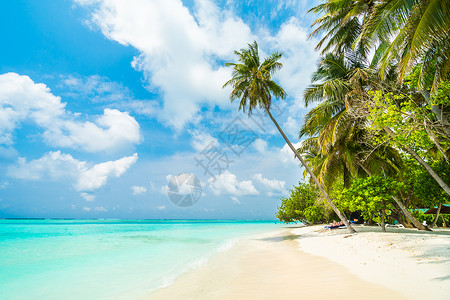 蓝天上有海滩大海和椰子树图片