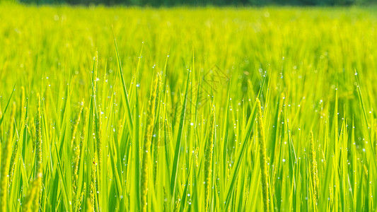 绿稻特写日出下稻田的稻穗图片