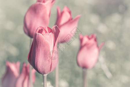 花园里的粉红色郁金香色调效果背景图片