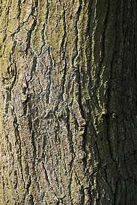 椴木树皮图片