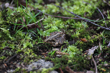 苔藓地上的沼泽青蛙图片