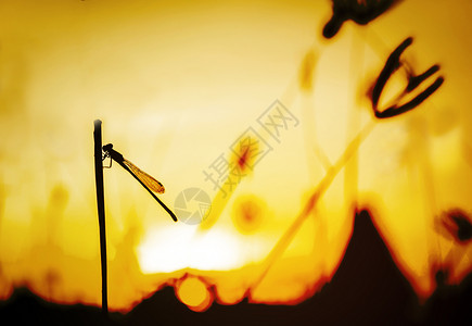在日落背景的蜻蜓剪影图片