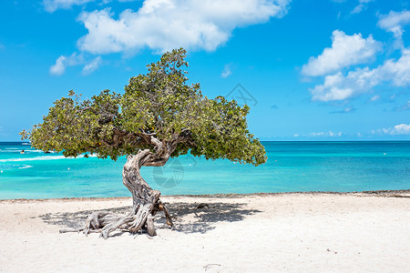 加勒比海阿鲁巴岛上图片