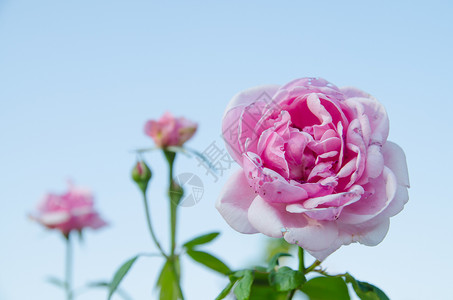 花园里的玫瑰滤色器调处理背景图片