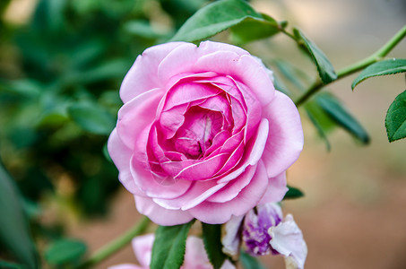 花园里的玫瑰滤色器调处理背景图片