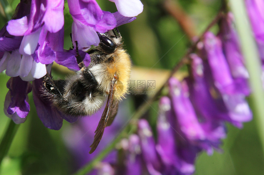 一只大黄蜂从紫薇花中采集花蜜图片