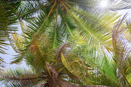 在绿色棕榈叶的太阳图片