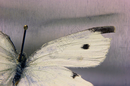 小卷心白Pierisrapae的宏图昆虫来自私图片