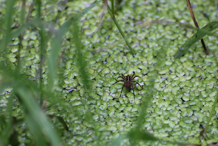 蜘蛛坐在水面上的浮萍上图片