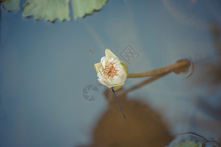 花莲水白色图片