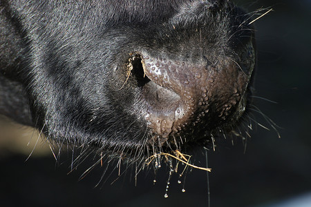 奶牛湿鼻图片