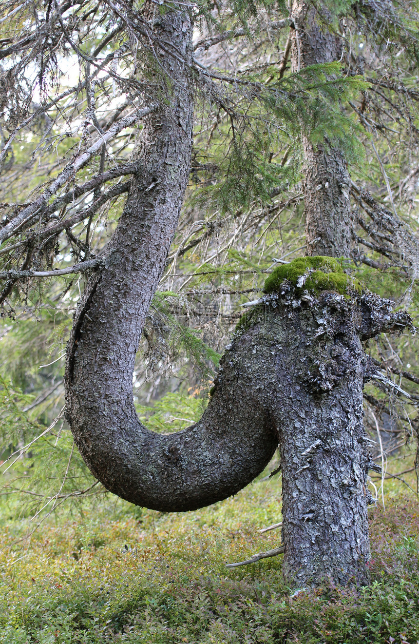 瑞典森林里的怪树它弯曲下来图片