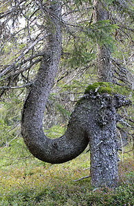 瑞典森林里的怪树它弯曲下来背景图片