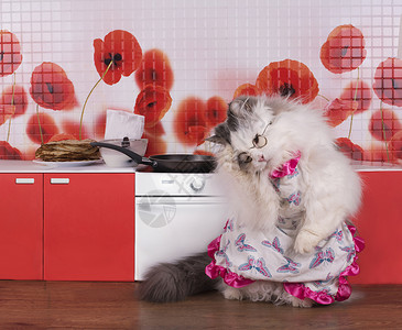猫的家庭主妇在小厨房里准备煎饼图片