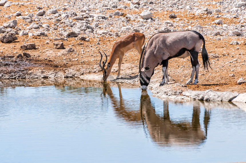 Gemsbok和Springbok位于纳米比亚Etosha公园的水池图片