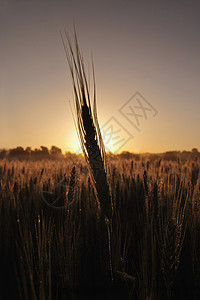 一棵大麦植物的剪影在日出的图片