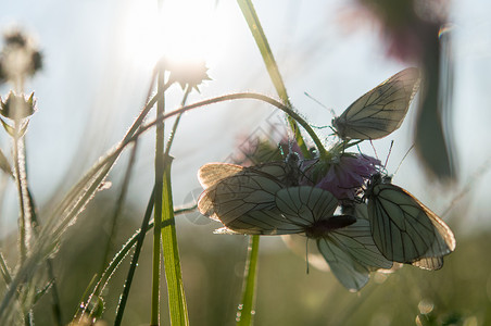粉红色三叶草上的白蝴蝶AporiaCra背景图片