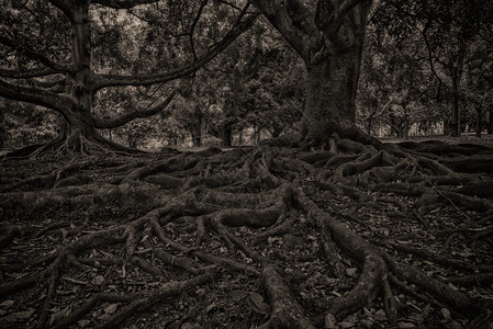 黑白山毛榉树和根系图片