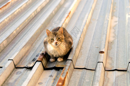 猫在cyti的热铁皮屋顶上高清图片