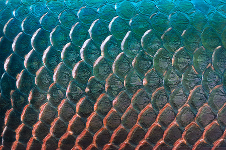 背景的鱼鳞纹理五颜六色的概念图片