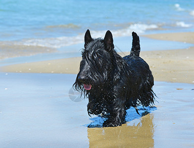 站立在海滩的苏格兰梗犬在法国图片
