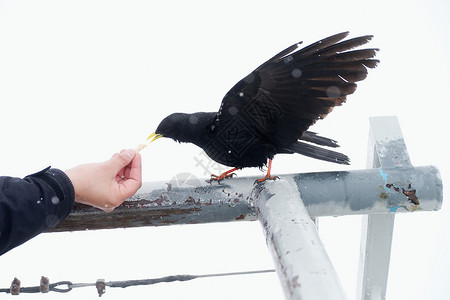 黑鸟吃食物图片