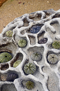 在海边一个气候恶劣的脑状沙石岩上安排着多彩的图片