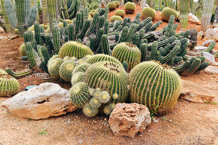 植物园中不同种类的仙人掌植物仙人掌马略图片