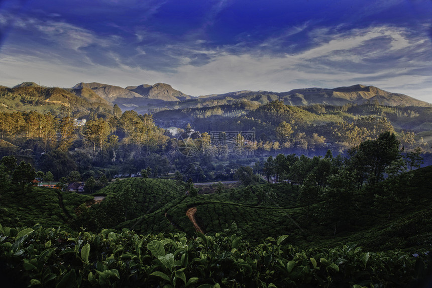 茶叶种植谷清晨日出时雾印度喀图片