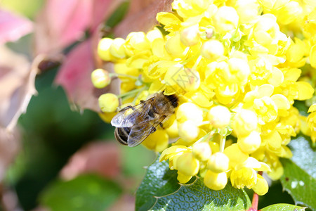 一只蜜蜂拜访一朵黄色的花朵图片