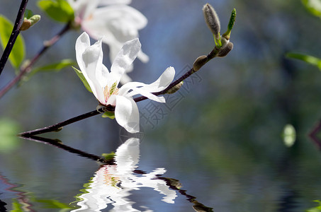 一棵玉兰树的美丽的白花图片