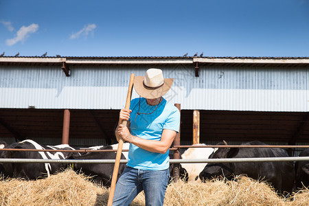 农夫在有奶牛的农场工作图片