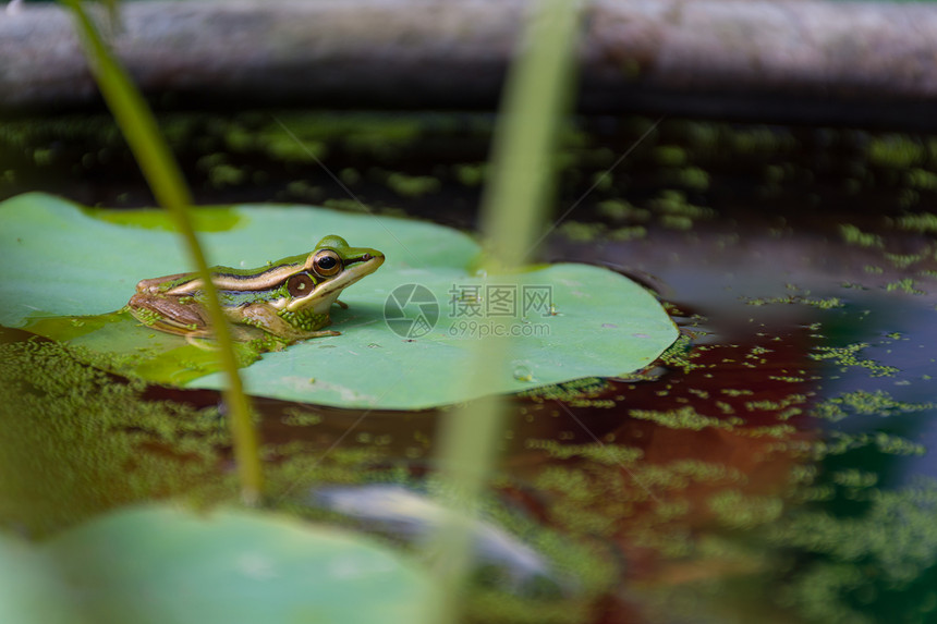 在自然水中的莲花叶上的青图片