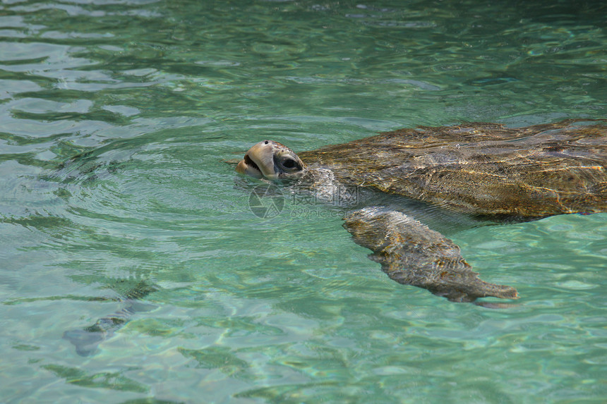 漂浮在水下的绿海龟中图片