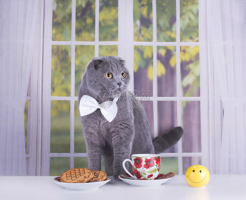 苏格兰foldcat商业早餐图片
