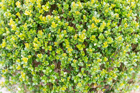 温室内的绿色植物浅露的地底可图片