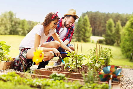 年轻夫妇种植有机蔬菜和图片
