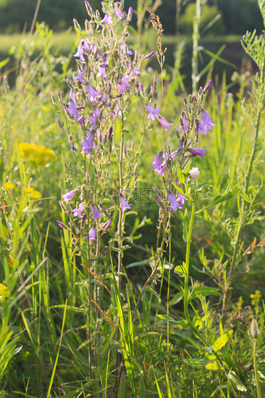 草地上的紫色风铃草图片
