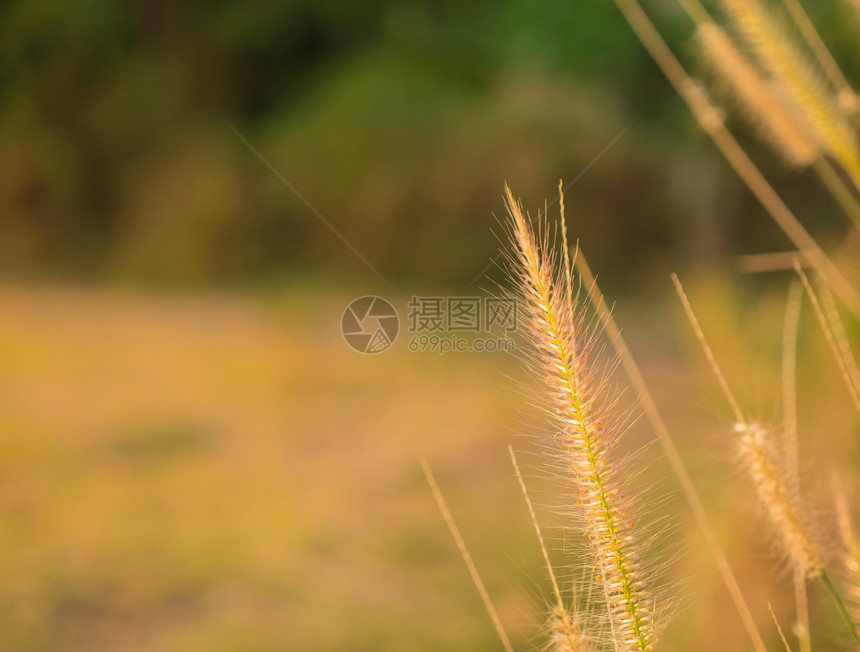 美丽的阳光反射在田野的草花上图片