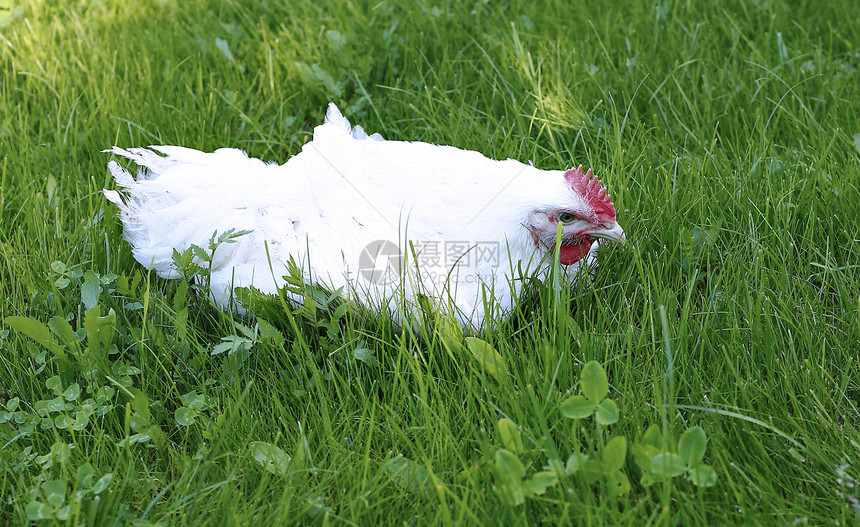 白肉鸡在绿色草坪上行走图片