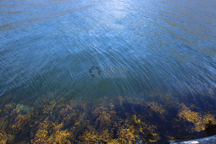 挪威峡湾水晶般清澈的水中的水生植物图片