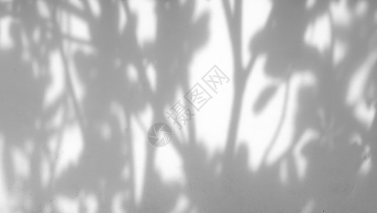 白墙上树叶的影子背景图片