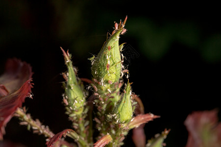 绿叶背景上蚜虫的宏图片
