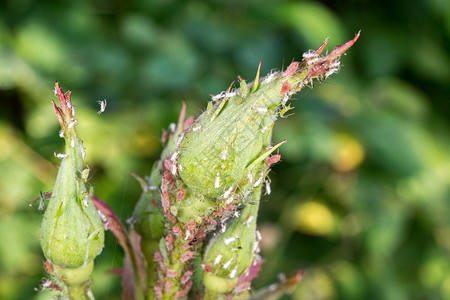 绿叶背景上蚜虫的宏图片