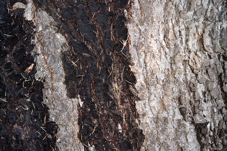 天然松树皮纹理背景背景图片