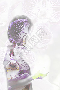 盛开有女影子的紫色花粉朵图片