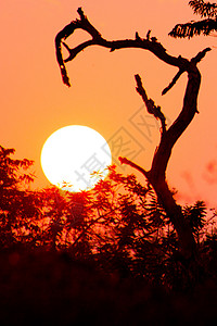 美丽的树影和日落时图片
