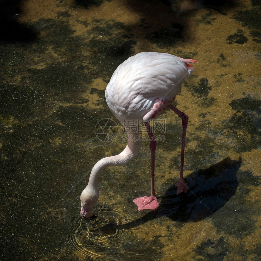 BioparcFuengirola生物场大火烈哥Phoenicoptereusr图片