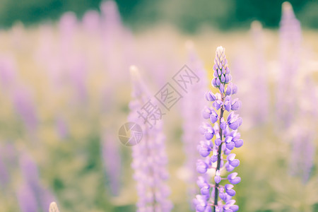 在草地上漂浮紫色夏季花粉背景空余复制图片